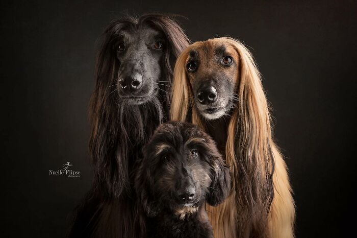 40 Of The Best All Time Images From The International Dog Photography Awards