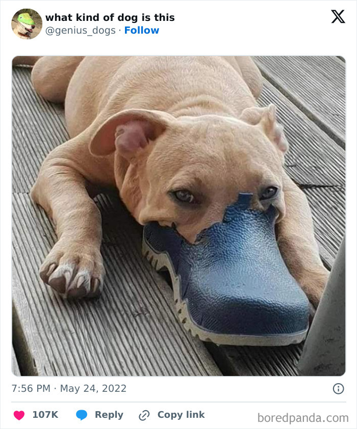 Funny-Tweets-About-Dogs