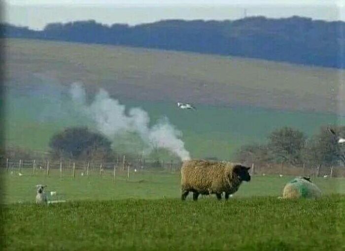 Una de las últimas ovejas que funcionan con carbón, ahora son eléctricas