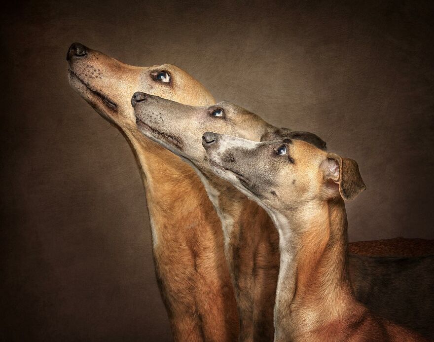 40 Of The Best All Time Images From The International Dog Photography Awards - 89