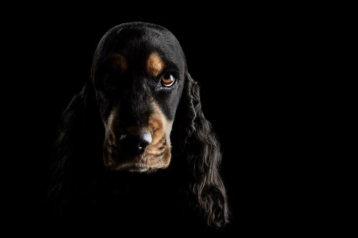 40 Of The Best All Time Images From The International Dog Photography Awards