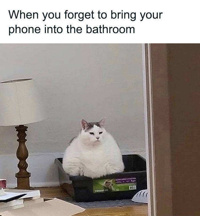 Cabbage-Cat-Memes