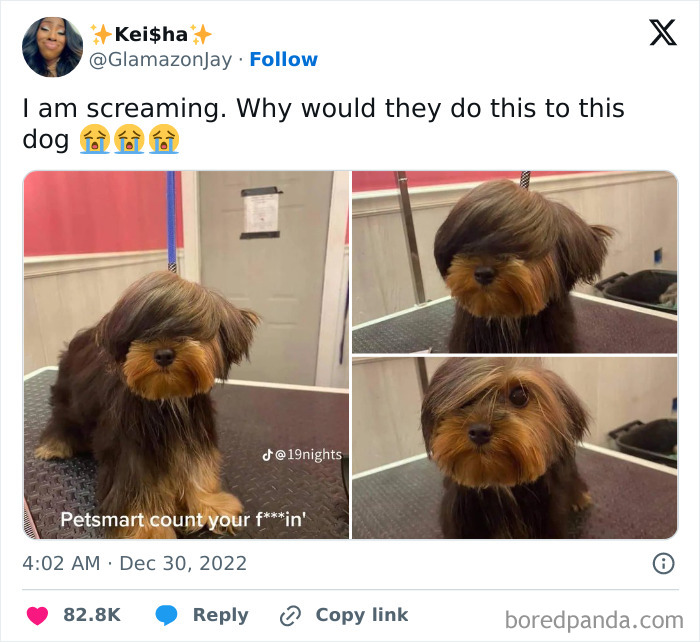 Funny-Tweets-About-Dogs