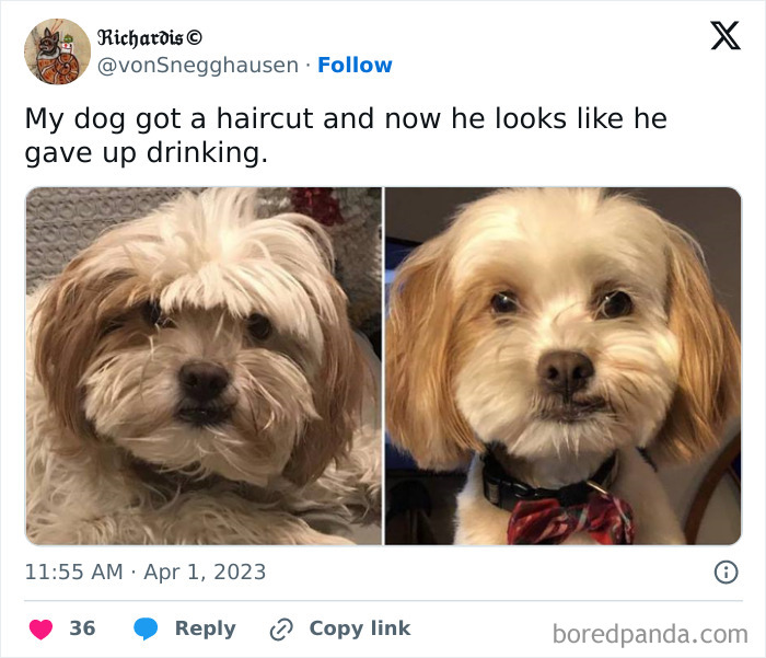 Funny-Tweets-About-Dogs