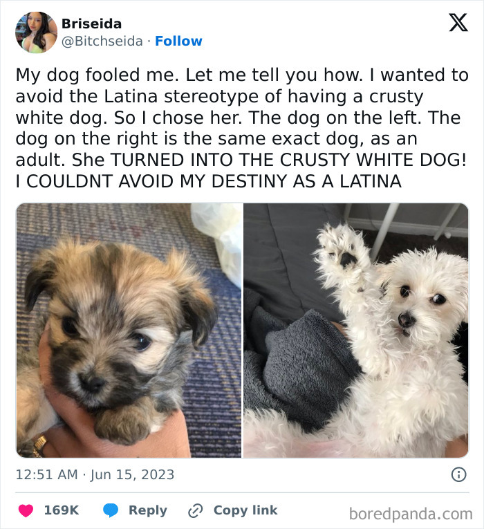 Funny-Tweets-About-Dogs