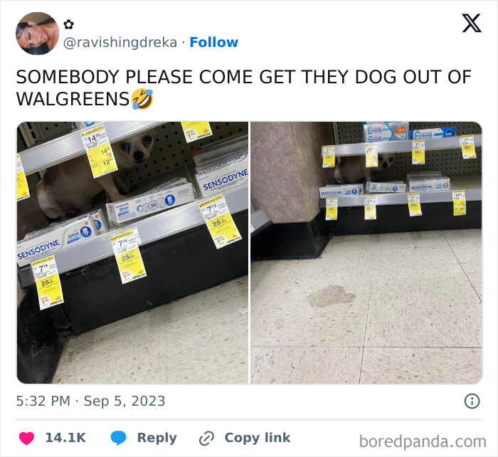 Funny-Tweets-About-Dogs