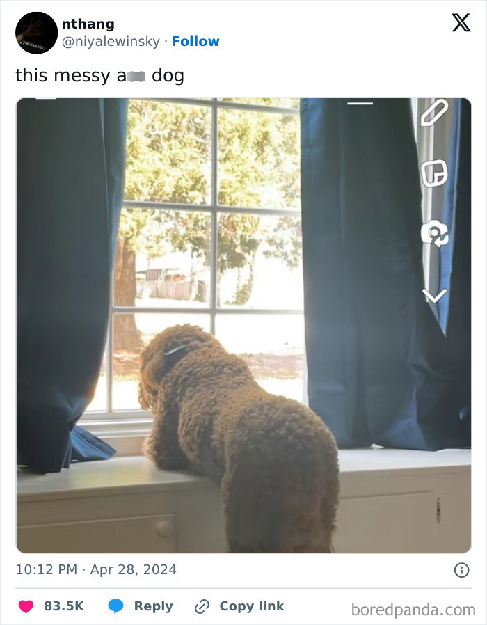 Funny-Tweets-About-Dogs