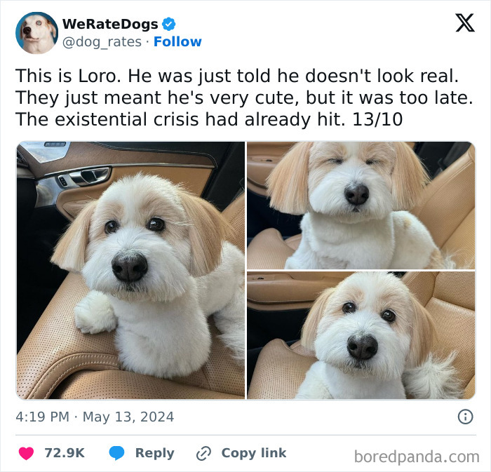 Funny-Tweets-About-Dogs