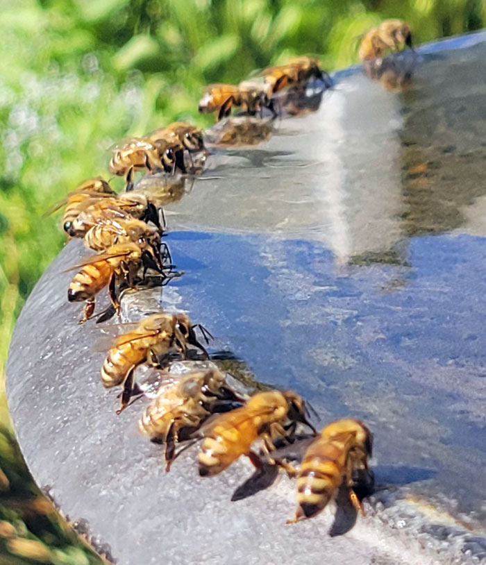 El calor ha hecho que vengan todas a por agua