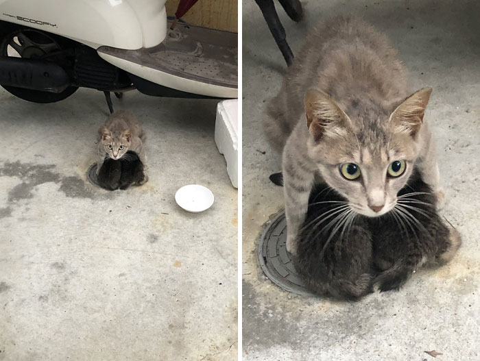 Mama Cat Desperately Protects Her Children During The Heavy Rain