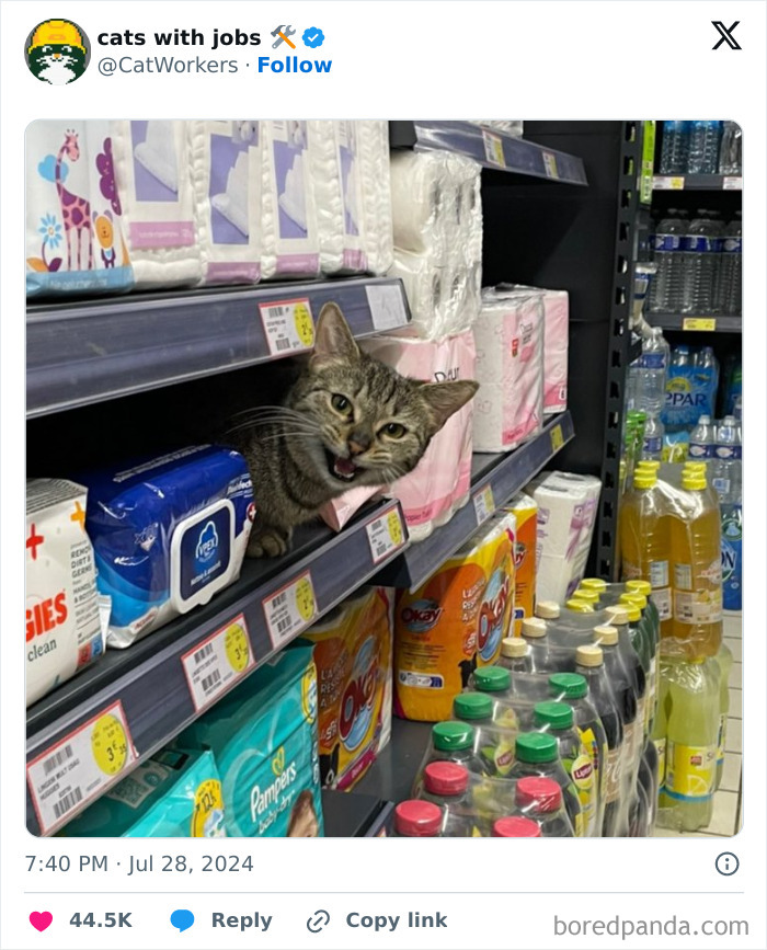 Cat With A Job