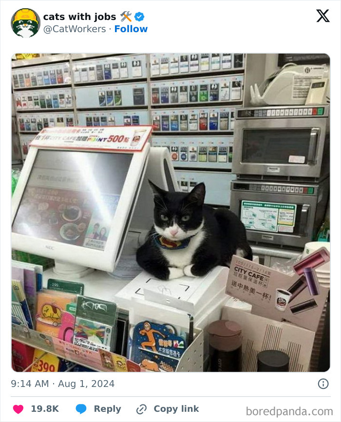 Cat With A Job