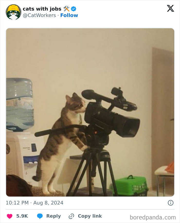 Cat With A Job