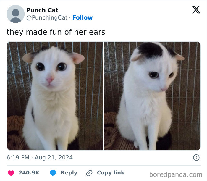 Cute cat with unique ears, showcasing feline attitude in a meme from a Facebook page.