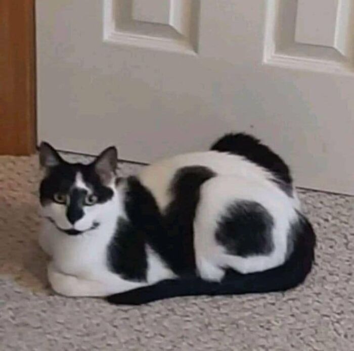 Black and white cat with unique markings sitting on carpet, embodying feline attitude.