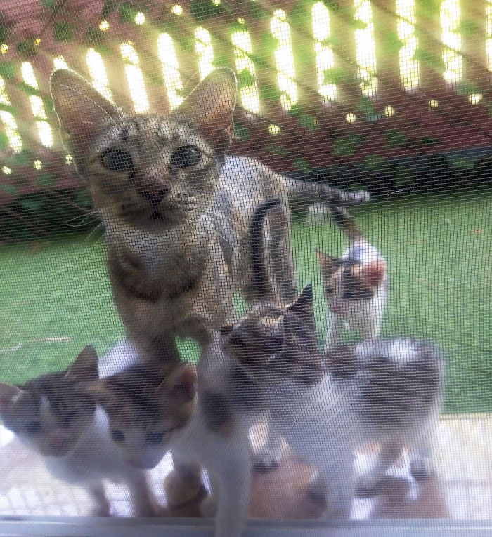 A Family Meowed On My Door And I Adopted Them