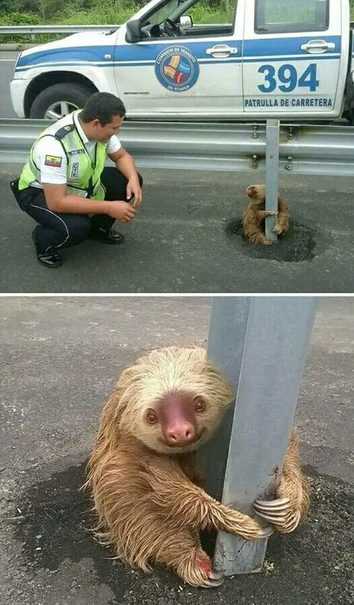 Policía salvando a un perezoso aterrorizado atrapado en medio de la carretera