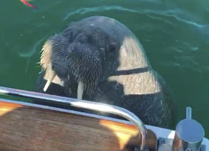 Netizens Can’t Get Enough Of This Walrus Who Was Given His Own Raft So He Would Stop Sinking Boats