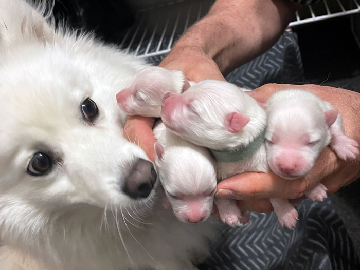 Mum And Her Puppies. 2 Days Old