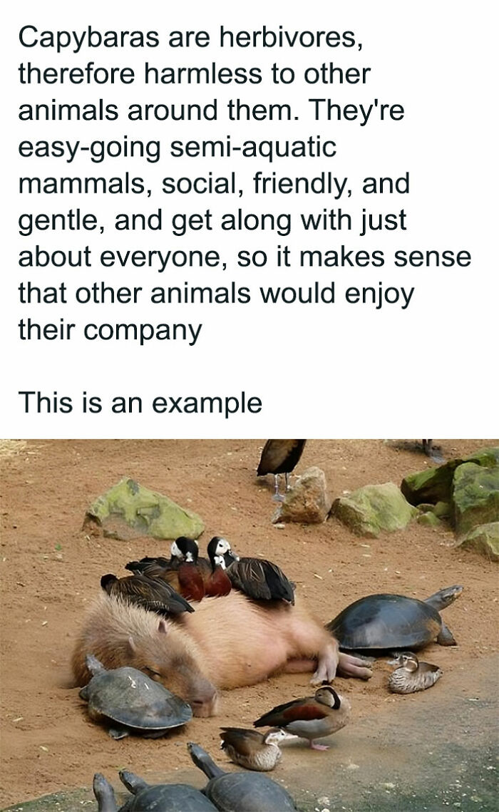 Animal-Memes