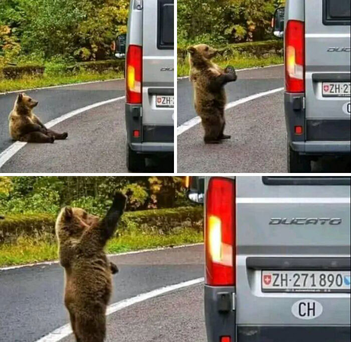 Este oso después de que el conductor le diera un plátano