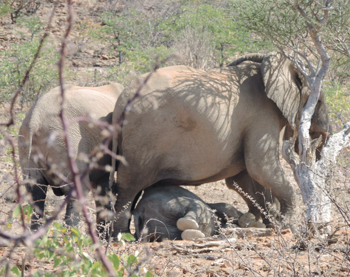 Wild Baby Elephant Sleeping Under Their Mommy