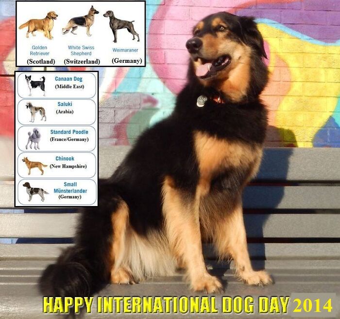 The Most "International" Dog You'll Ever See (According To The DNA Test)