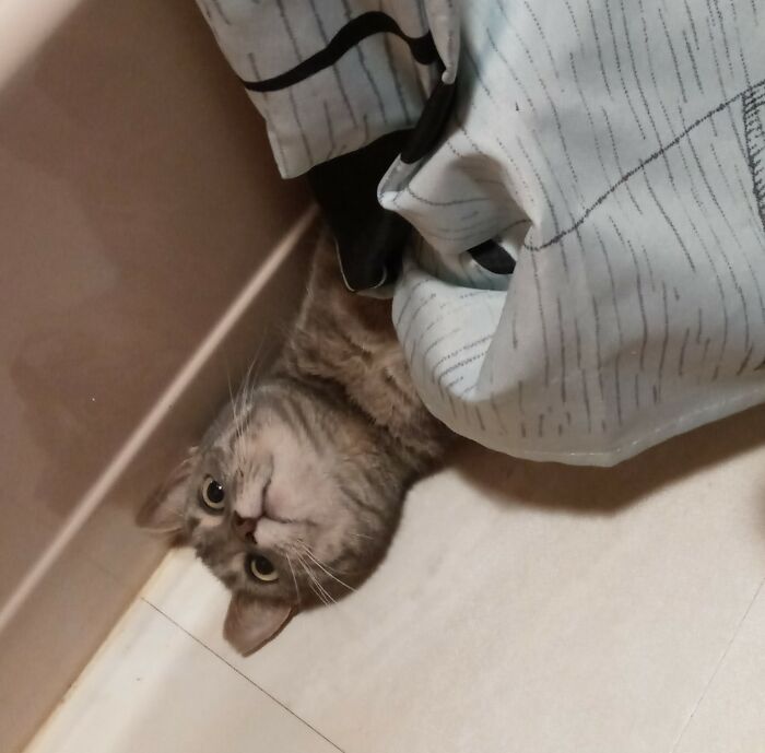 Pippi, Destroyer Of Shower Curtains