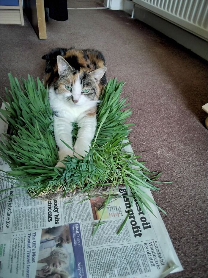 In Memory Of Spud, I'd Grow Grass For Her To Eat, She'd Sleep On It Instead!