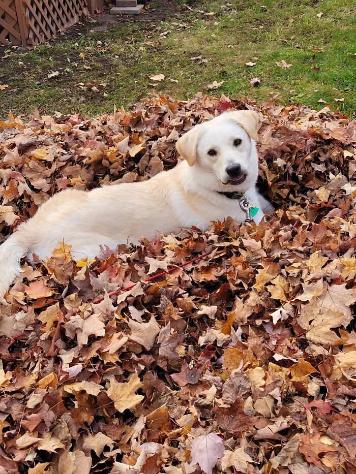 Marley Helping With The Leaves