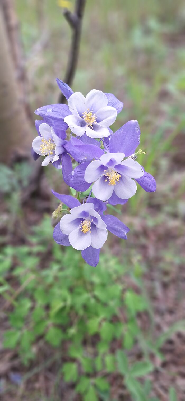 Some Columbines I Found In Blackhawk (Co)