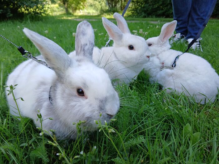 Our Cuties Steve, Lexi And Daisy