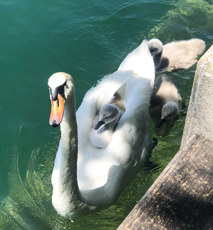 Baby Swan