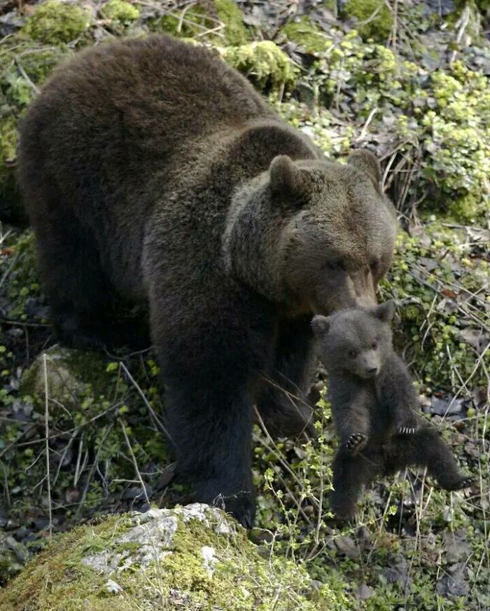 La cara del osezno mientras su madre se lo lleva