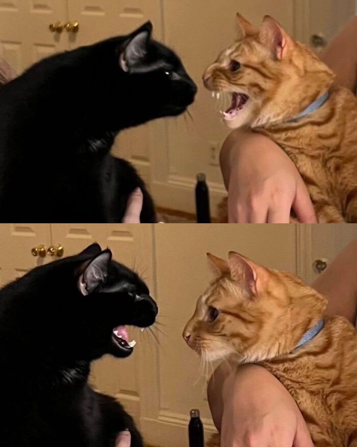 Two cats showing hilarious feline attitude; one black cat and one orange cat expressing emotions in a humorous meme.