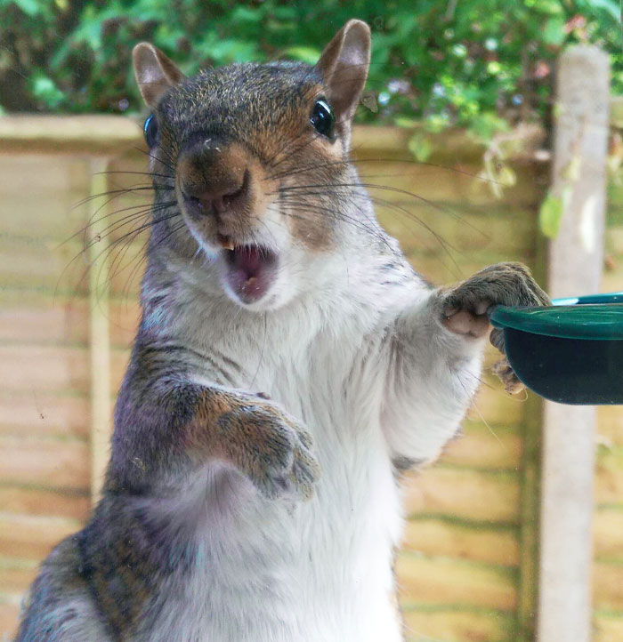 Mom Caught A Squirrel Eating Bird Food