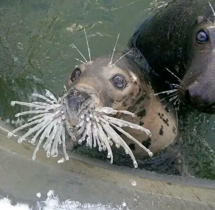 A Seal’s Whiskers At -14 Degrees Fahrenheit