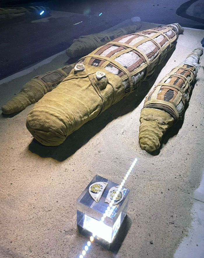 My Brother Went On A Trip To Egypt And Saw Mummified Crocodiles Exhibited In A Museum