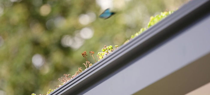 People Online Are Amazed By Dutch City That Recently Installed Over 300 Green-Roofed Bus Stops