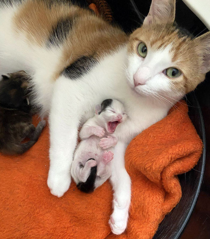 Our Cat Ada Gave Birth 2 Days Ago