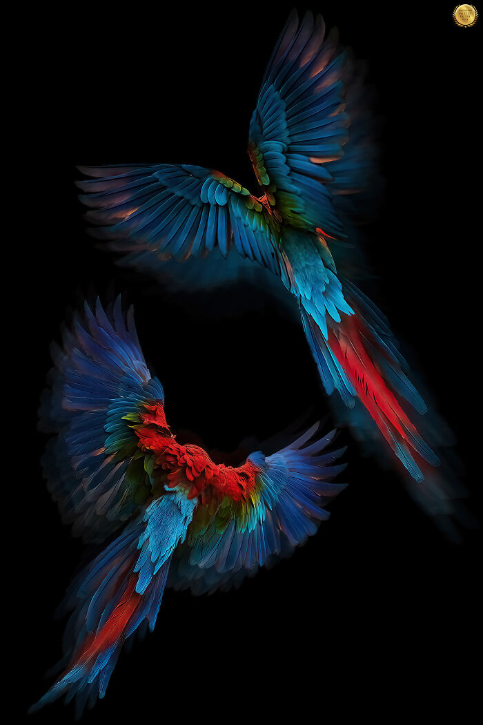 Two Macaw Birds By Ester Suryawati