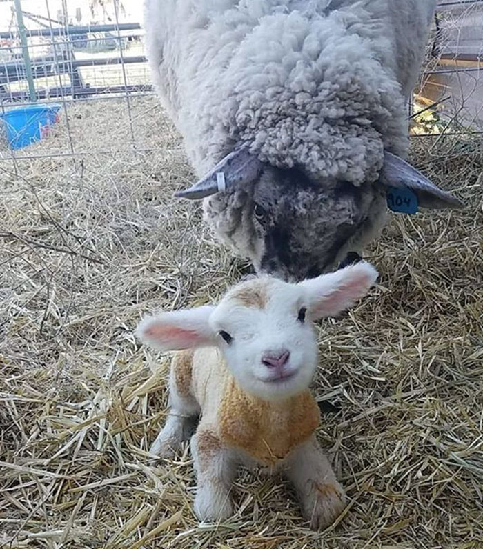 Baby Lamb