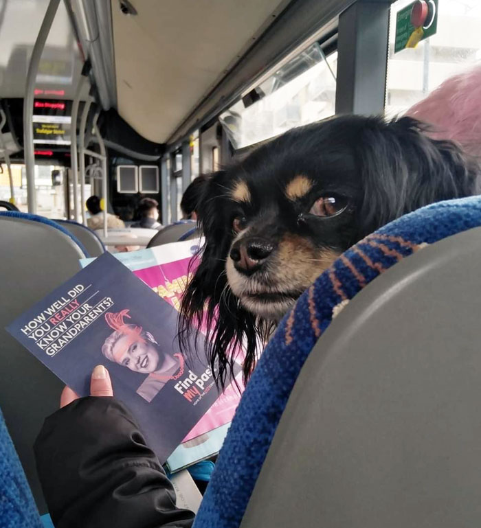 This Dog On A Bus