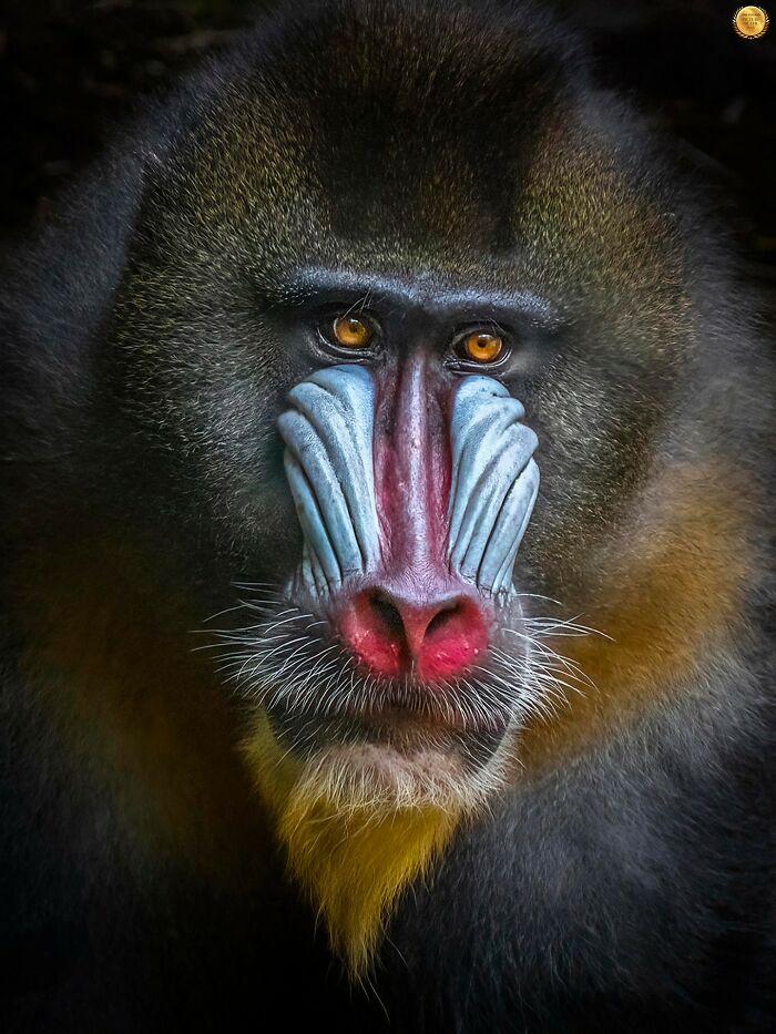 Mandrill By Ester Suryawati