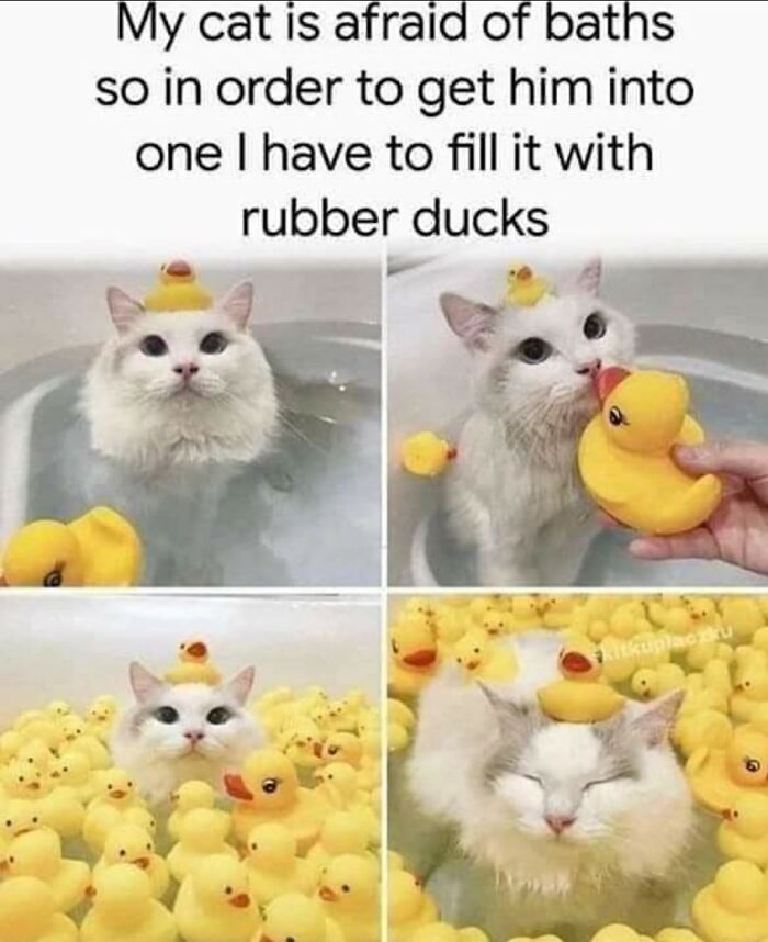 Cat with rubber ducks in a bath, showcasing hilarious feline attitude.