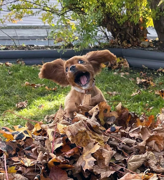 Annie Loves Her Leaves