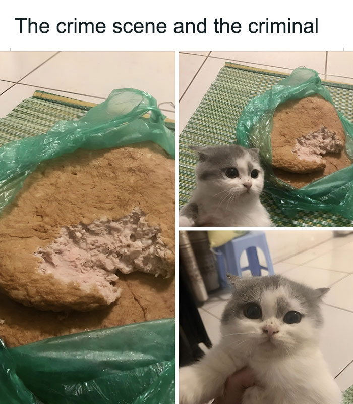 Cabbage-Cat-Memes