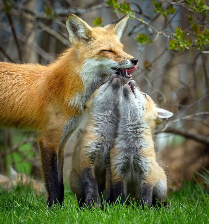 Fantastic Fox Family