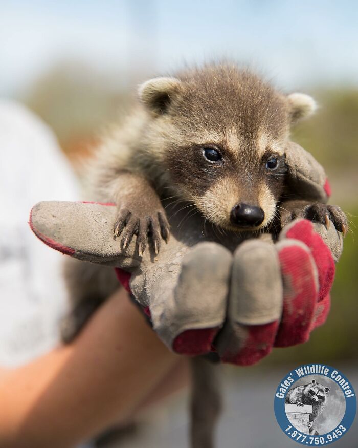 This Wildlife Control Company Earns Praise For Their Humane Solutions