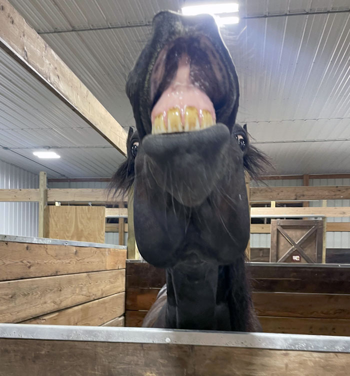 Our Horse, Cooper, Is Showing His Best Smile